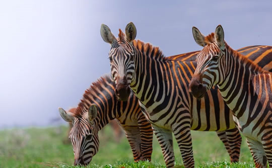 Zebras in Tsavo West National Park